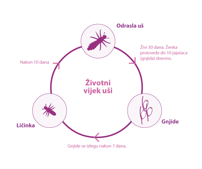 louselifecycle