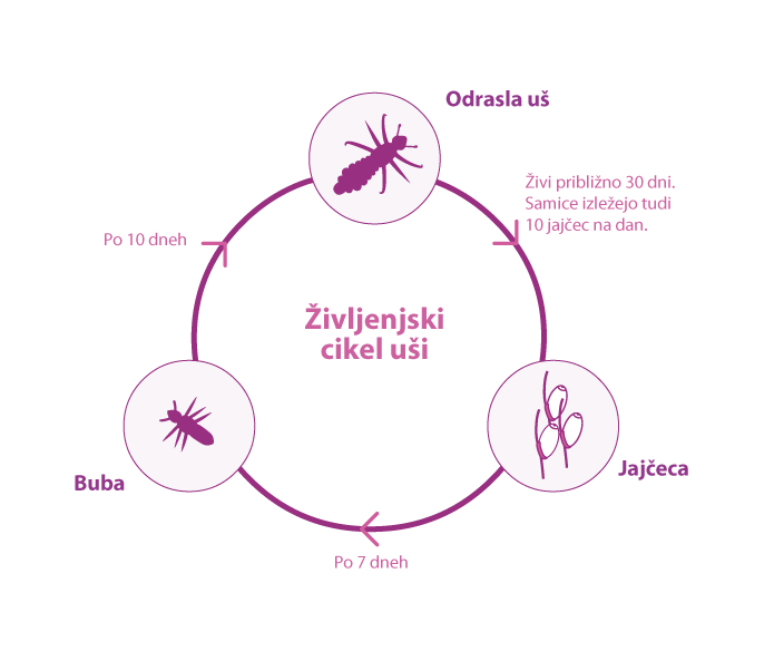 louselifecycle