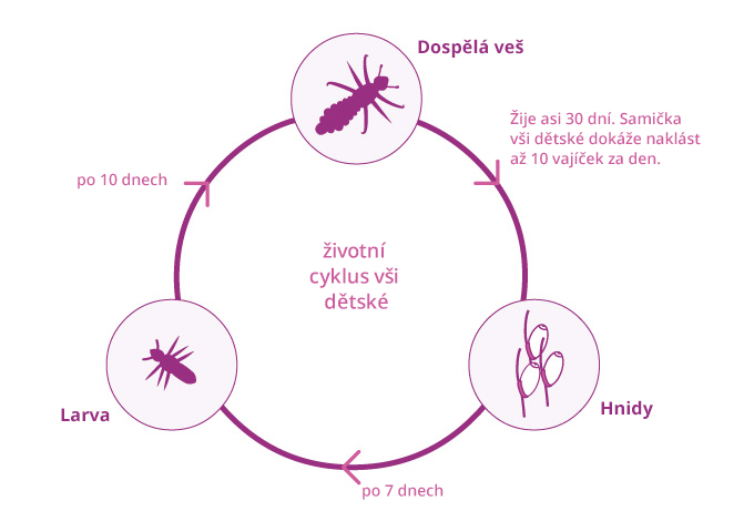 louselifecycle