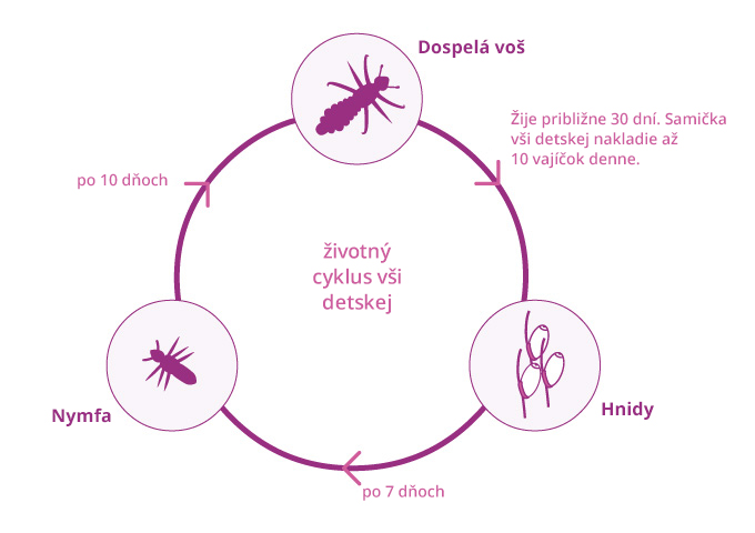 louselifecycle